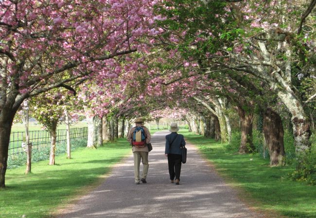 Killarney National Park, Cherry Blossom Walk, Kerry, Ireland