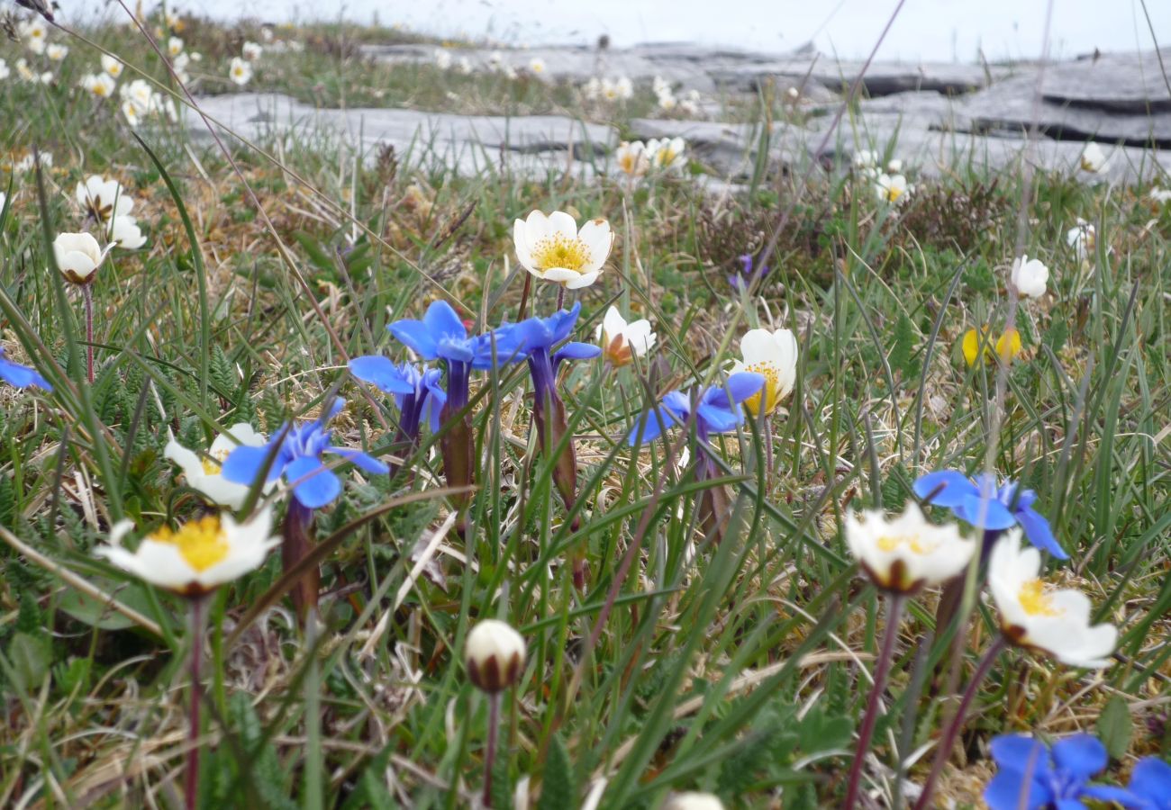 Burren Flowers close to Ballyvaughan County Clare