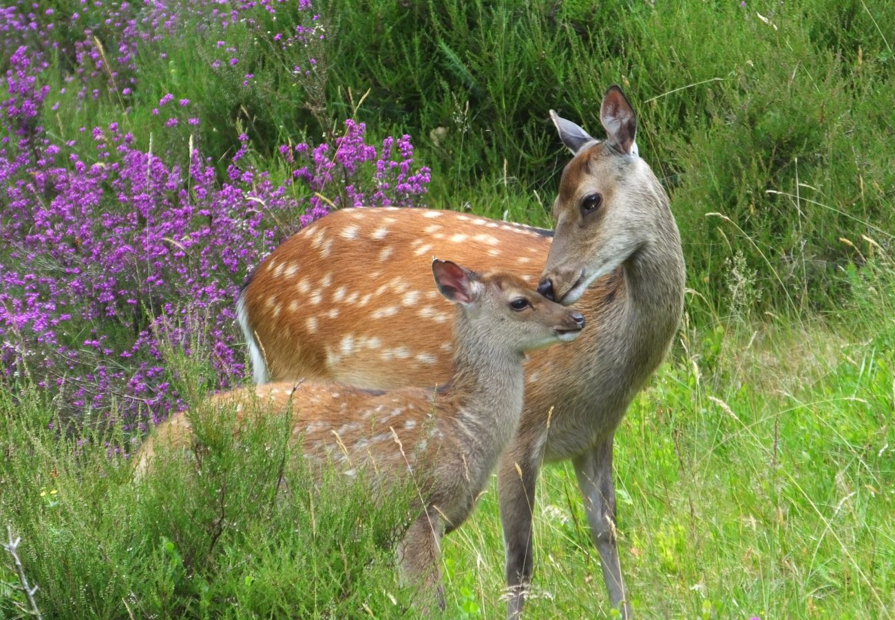 Glendalough Wild Deer Garden Of Ireland Wicklow Ireland