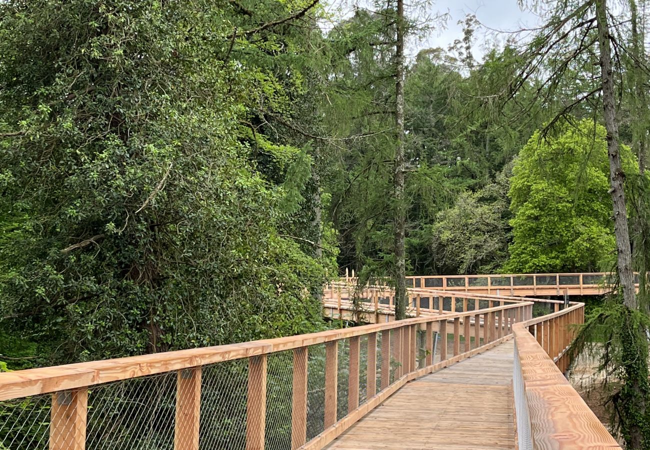 Avondale Treetop Walk Co Wicklow © Irelands Content Pool