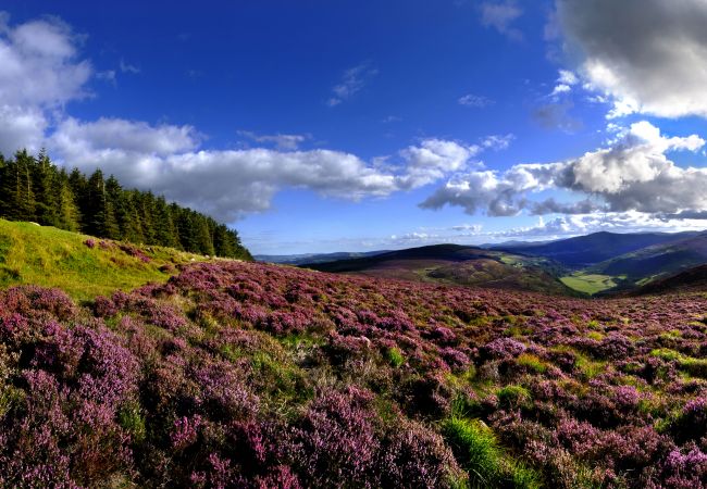 Beautiful Landscape of the Wicklow Hills, County Wicklow, Ireland