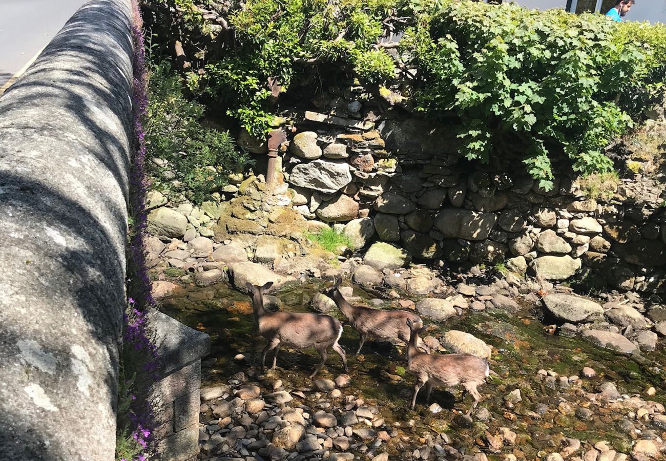 Deer at the River in Glendalough, County Wicklow, Ireland