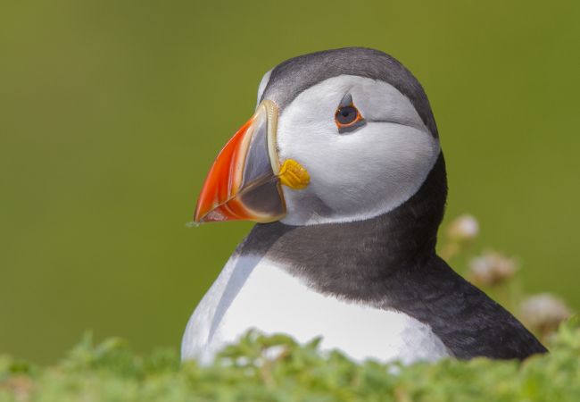Puffins on Great Saltee Islands County Wexford