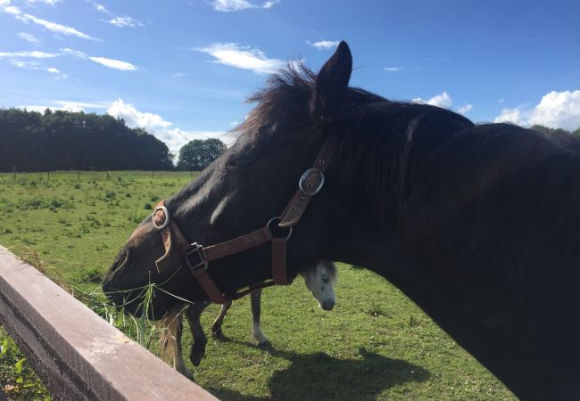Horses at Castlemartyr Resort, County Cork, Ireland