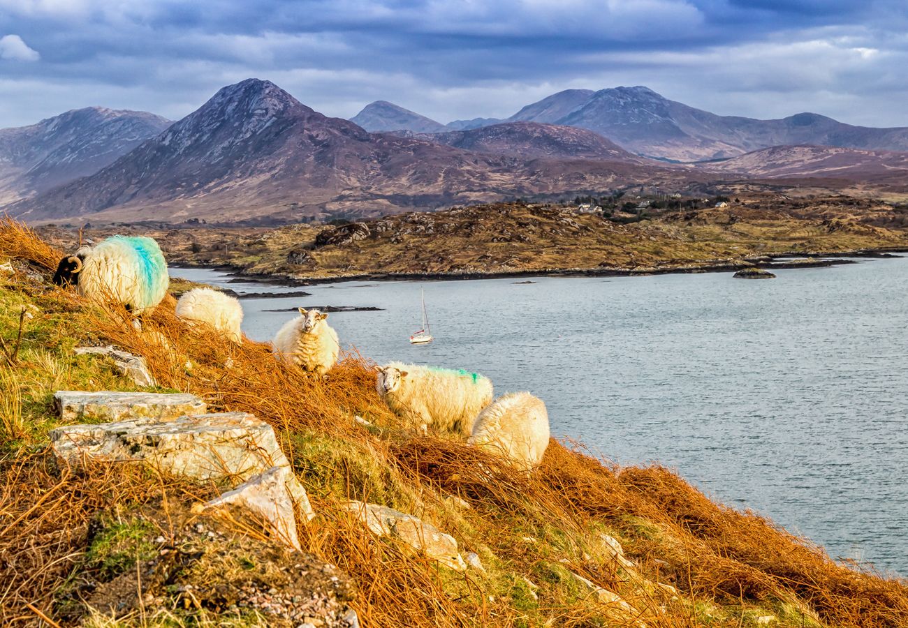 The Locals, Connemara, Galway