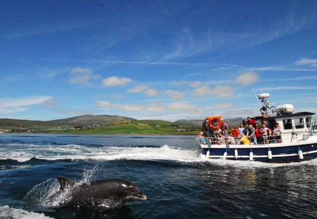 Fungi The Dolphin, Self Catering, Dingle, Kerry