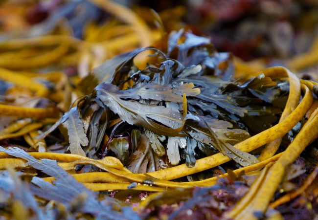 Apartment in Kilkee - Kilkee Holiday Home Type C Apartment in Kilkee - Kilkee Holiday Home Type C