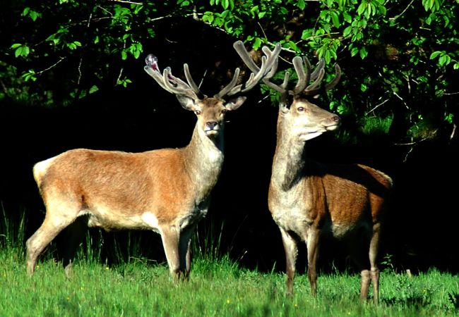 Red Stags in Killarney National Park County Kerry 