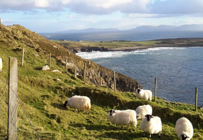 Sheep grazing, County Donegal, Ireland