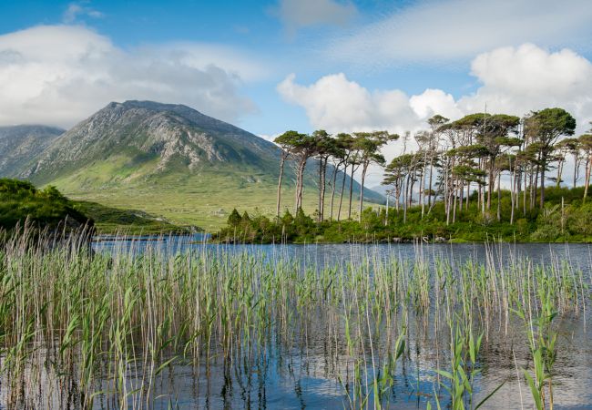 Pine Island Derryclare Lough Galway © Tourism Ireland