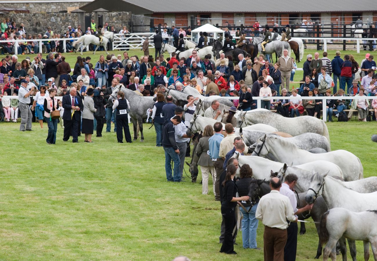 Connemara Pony Show Clifden © Failte Ireland