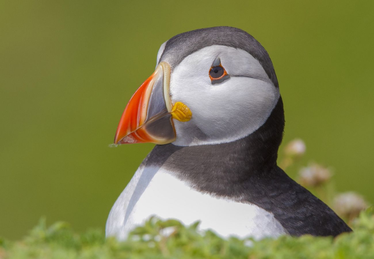 Puffins on Great-Saltee-Co.Wexford