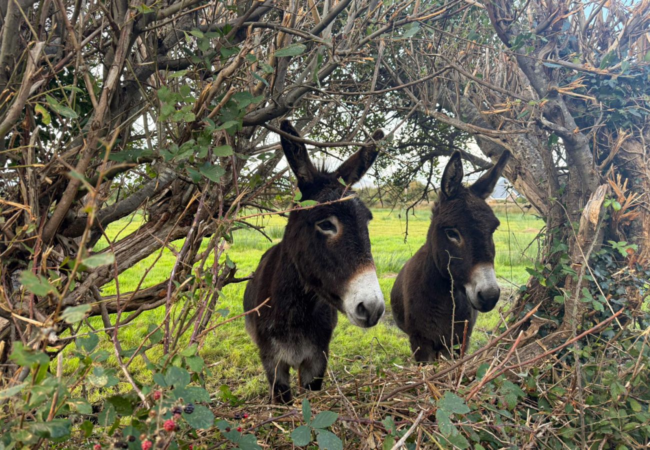 Tigin Mamo Holiday Cottage, Glenbeigh, County Kerry. 