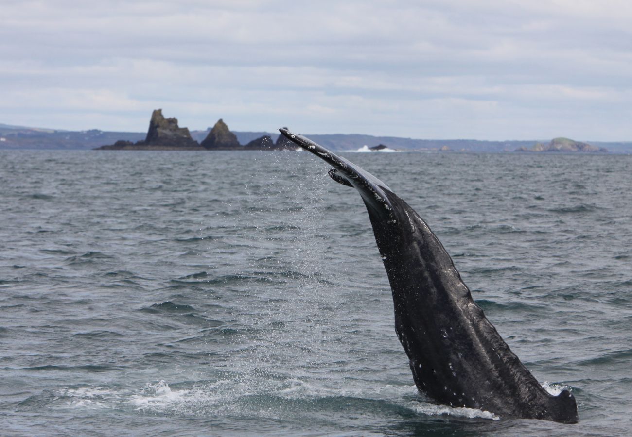 HumpbackWhale, DiscoverIreland, Wildlife boat tours, WhalewatchingWestCork