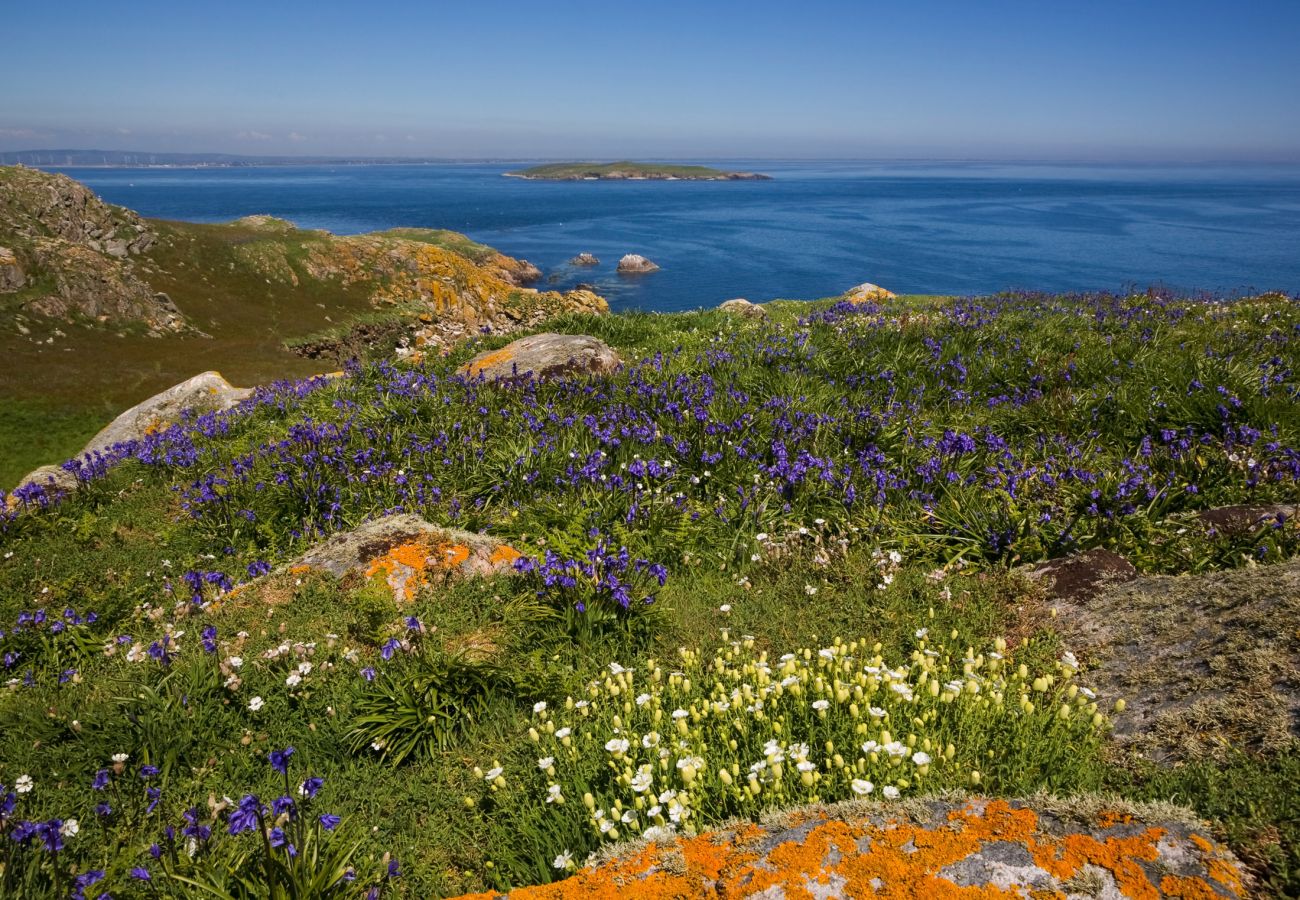 Saltee Islands Co Wexford 