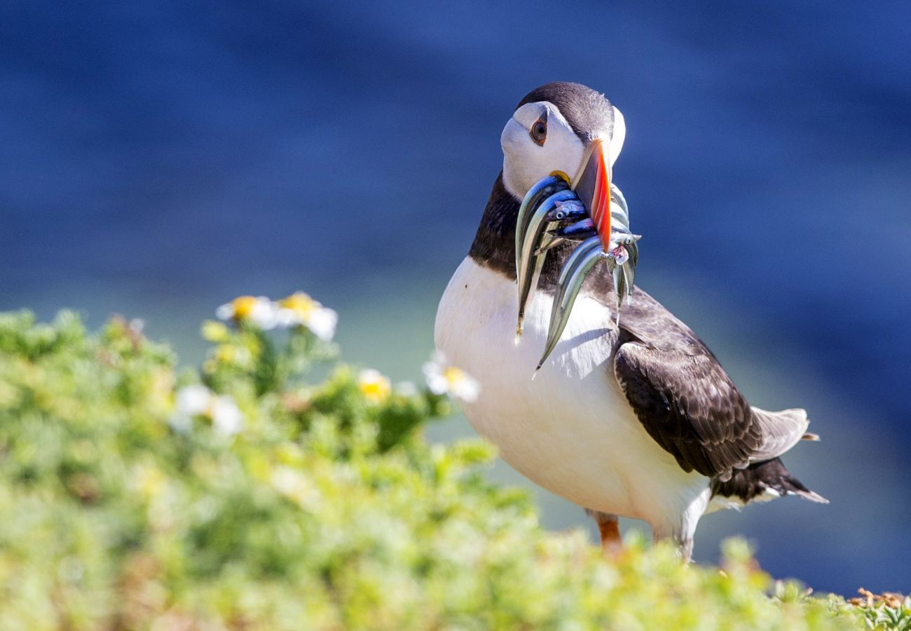 Puffin on the Saltee Islands in Wexford