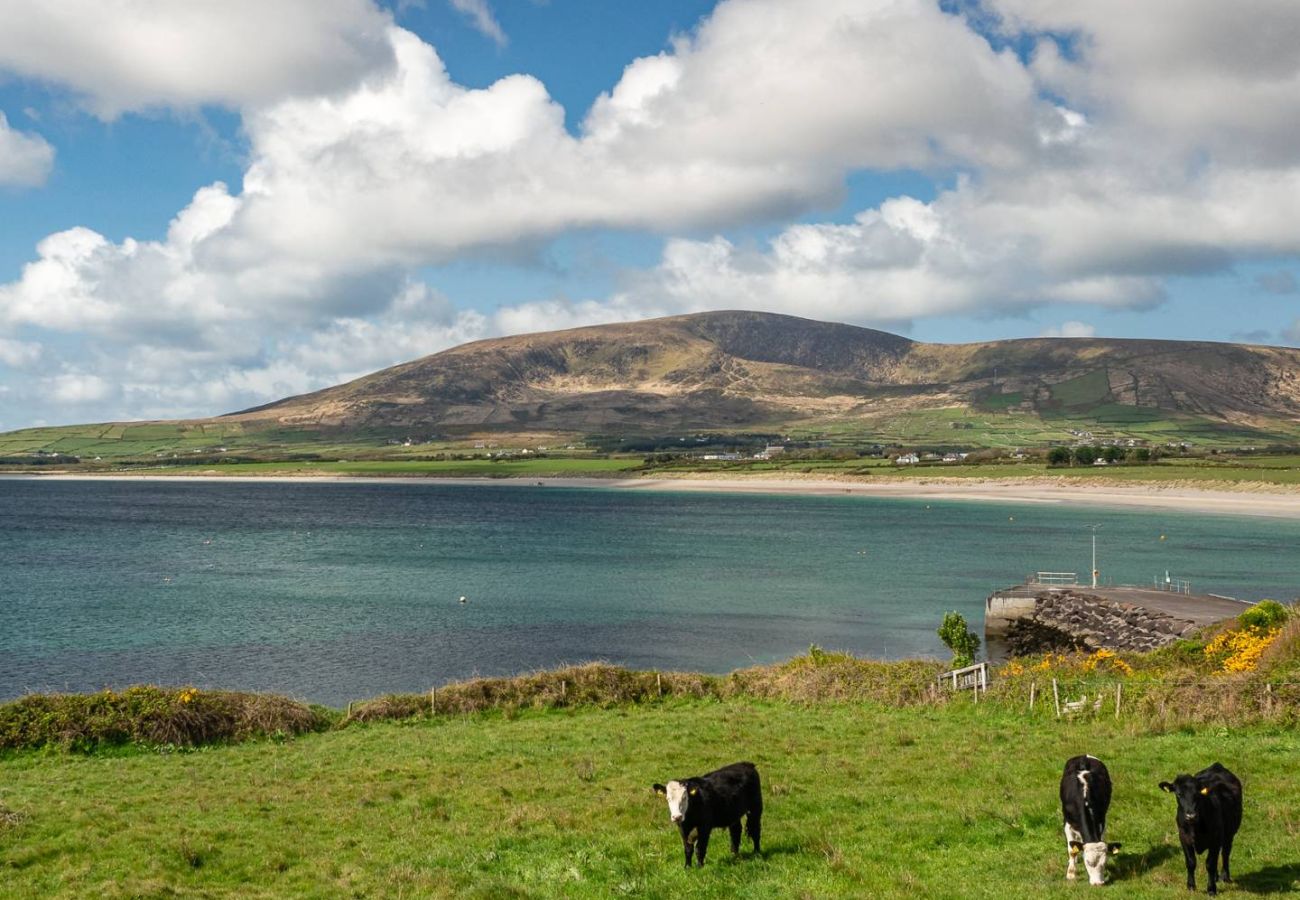 Cows grazing at Ventry Beach Ventry County Kerry Ireland