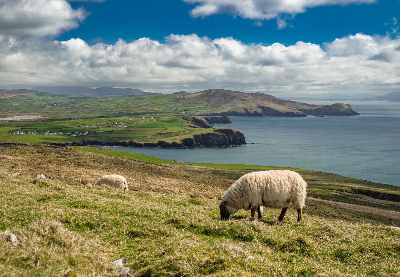 Wild sheep on the Dingle Peninsula Dingle County Kerry Ireland