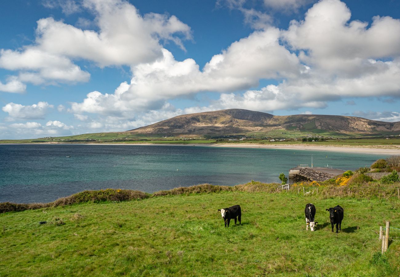 Cows Grazing on the Dingle Peninsula Dingle County Kerry Ireland