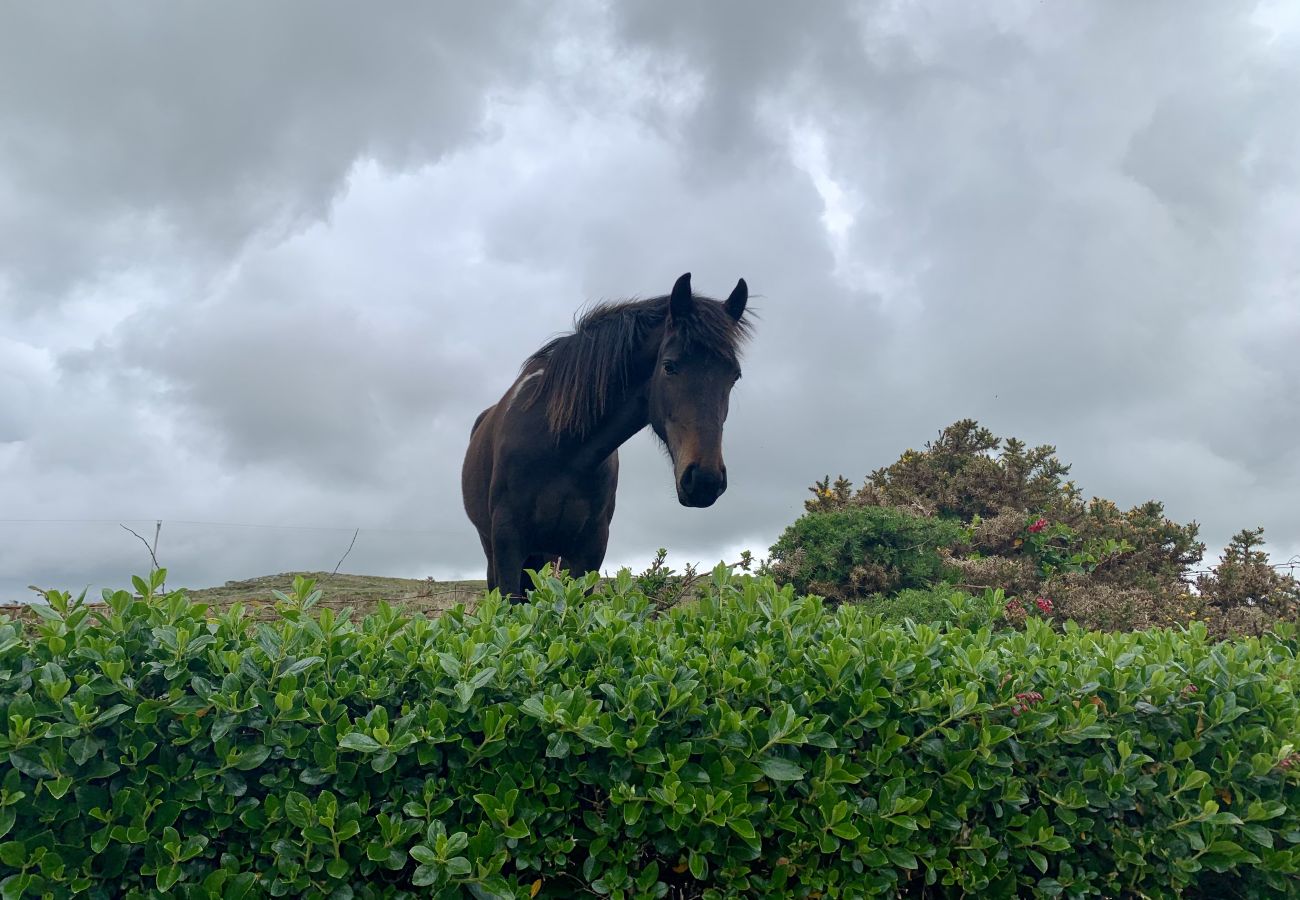 A Wild Horse in the Kerry Countryside County Kerry Ireland