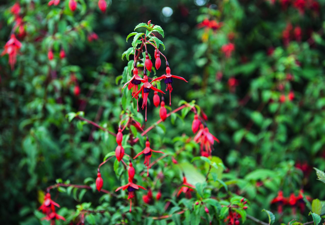 Skellig Fuchsia Lodge Ballinskelligs. Fuchsia plant on patio. 