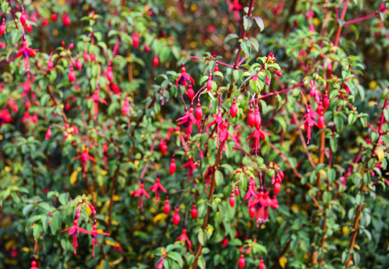 Skellig Fuchsia Lodge Ballinskelligs. 