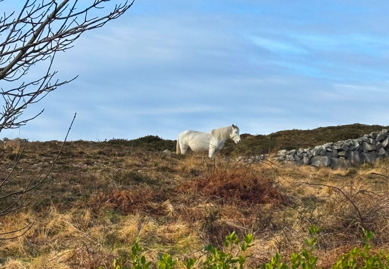 Kilkieran Holiday Home Connemara. Connemara Pony